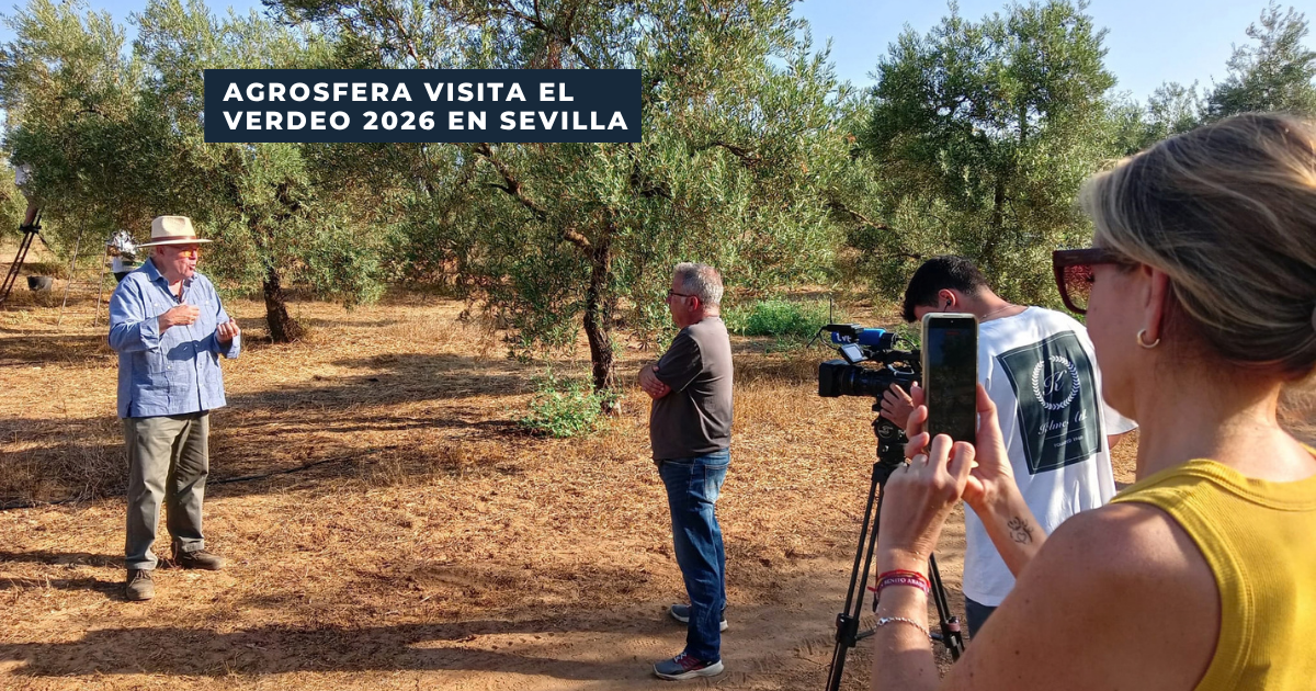 Agrosfera visita el verdeo 2026 en Sevilla Agrosfera durante el verdeo 2026 de aceituna de mesa en Sevilla
