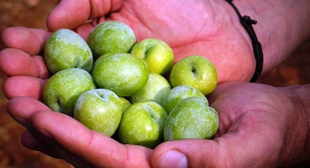 Sevilla no puede perder el origen de sus aceitunas: el Consejo Regulador reclama precios justos y protección para el olivar sevillano 2 Aceitunas Gordal de Sevilla recién recolectadas sostenidas en las manos