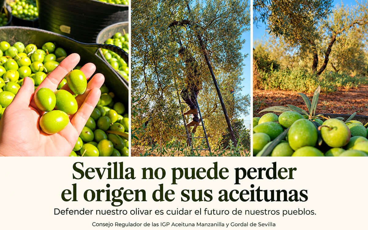 Sevilla no puede perder el origen de sus aceitunas: el Consejo Regulador reclama precios justos y protección para el olivar sevillano 1 El Consejo Regulador defiende el origen de las aceitunas de Sevilla